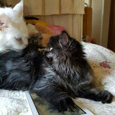 Selkirk Rex  Tzari Dark Dance, Himmel kat.