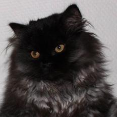 Selkirk Rex  Tzari Dark Dance, Himmel kat.
