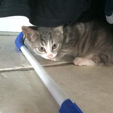 Blanding af racer Prins