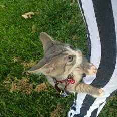 Blanding af racer Prins