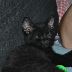 Huskat Elvis(himmelkat)