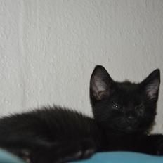 Huskat Elvis(himmelkat)