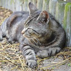 Huskat Tiger(himmelkat)