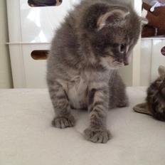 Blanding af racer Milo