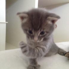 Blanding af racer Milo