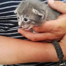 Blanding af racer Milo