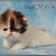 Perser Duffy No. 1 ( Namyslo's Cleopetra )