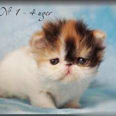 Perser Duffy No. 1 ( Namyslo's Cleopetra )