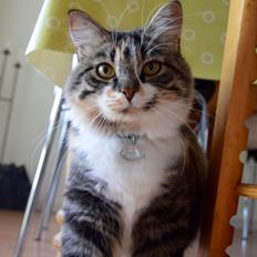 Blanding af racer Alma