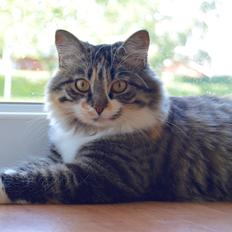 Blanding af racer Alma