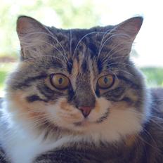 Blanding af racer Alma