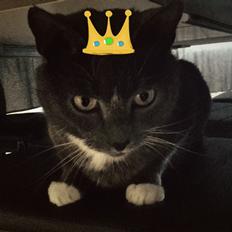 Huskat Amadeus (Deusen)