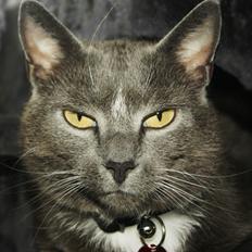 Huskat Amadeus (Deusen)