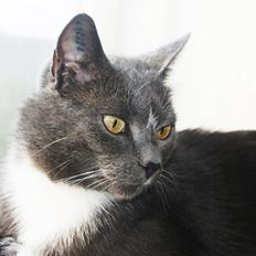 Huskat Amadeus (Deusen)