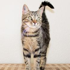 Europé Eife's Rhys Rhysson