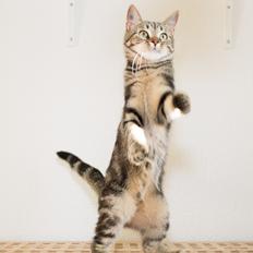 Europé Eife's Rhys Rhysson