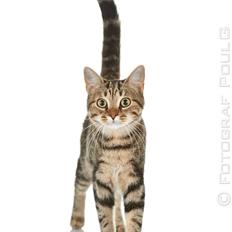 Europé Eife's Rhys Rhysson