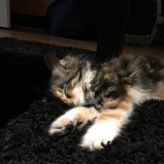 Huskat Pjuske