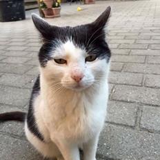 Huskat Lillemis (Himmelkat)