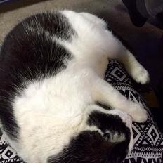 Huskat Lillemis (Himmelkat)