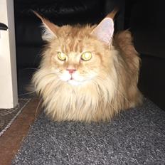 Maine Coon Rovdyret's Obelix kælenavn Peter