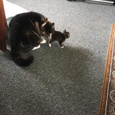 Blanding af racer Taigo