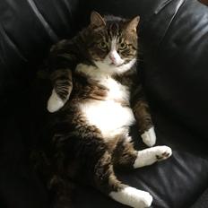 Blanding af racer Taigo