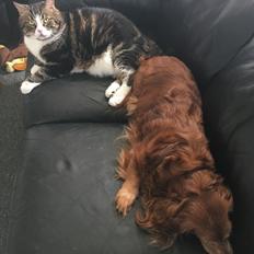 Blanding af racer Taigo