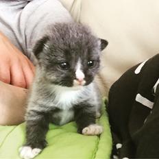 Blanding af racer Blob