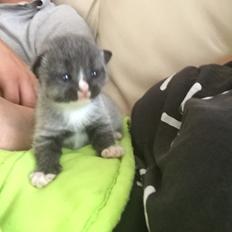 Blanding af racer Blob