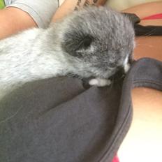 Blanding af racer Blob