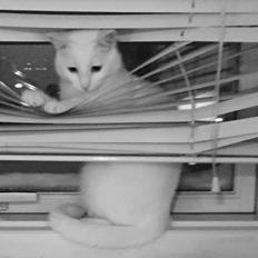 Huskat Zaharah