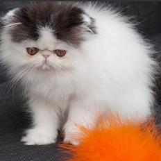 Perser Boss (Namyslo's Arthur)