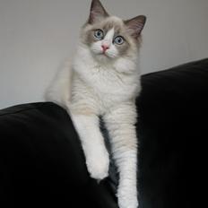 Ragdoll Dk Loumag's Dinner4One Mr. Pommeroy