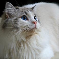 Ragdoll Rodrigo el Cid af Camelot Treasure DK Ragdoll