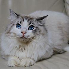 Ragdoll Rodrigo el Cid af Camelot Treasure DK Ragdoll