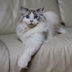 Ragdoll Rodrigo el Cid af Camelot Treasure DK Ragdoll