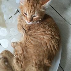 Blanding af racer Gunner