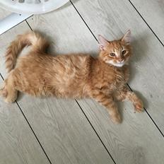 Blanding af racer Gunner