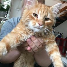 Blanding af racer Gunner