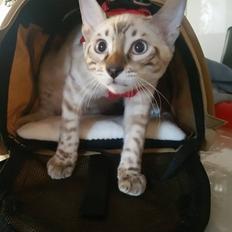 Bengal PrettyDiamond Nevada "Akio" *Himmelkat*