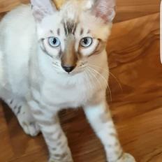 Bengal PrettyDiamond Nevada "Akio" *Himmelkat*