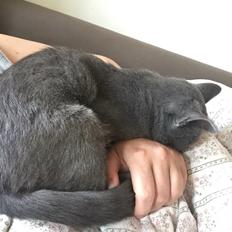 Huskat The Grey One (Grå)