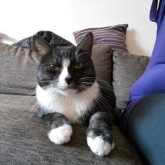 Blanding af racer Simba