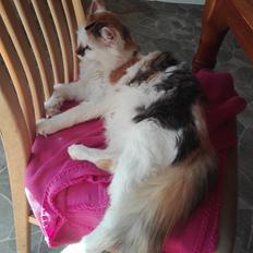 Blanding af racer Saria