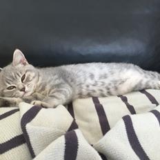 British Shorthair DK Petrines Klara. Til daglig Shandy