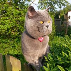 British Shorthair Toby (Voyager)