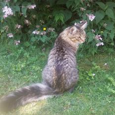 Blanding af racer Charlie