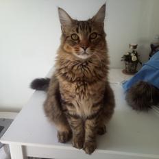 Blanding af racer Charlie