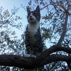 Blanding af racer Oliver